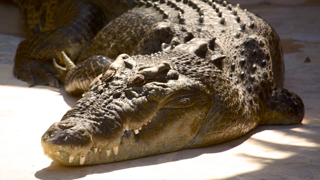 Crocosaurus Cove showing dangerous animals and zoo animals