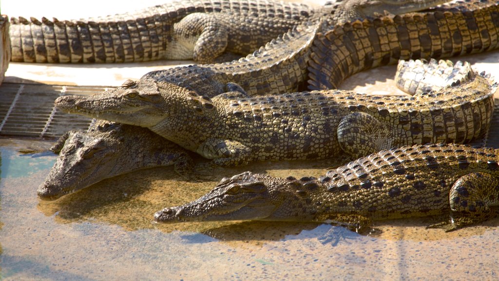 Crocosaurus Cove som viser dyr fra zoologisk have og farlige dyr