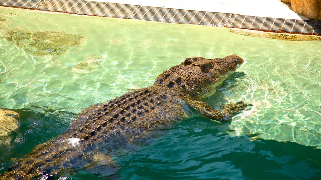 Crocosaurus Cove showing zoo animals and dangerous animals