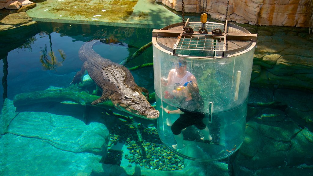 Crocosaurus Cove mostrando animais de zoológico e animais perigosos