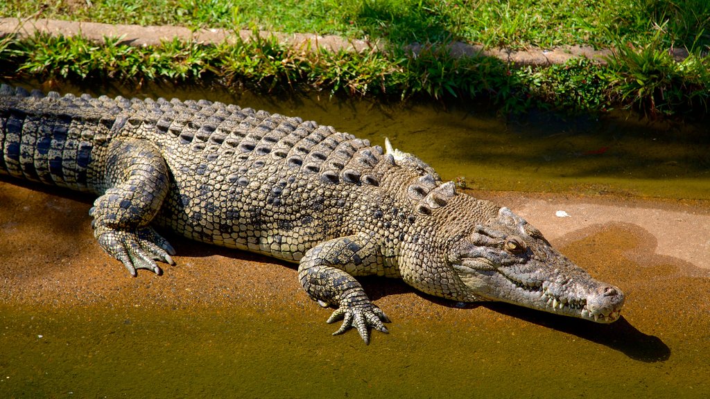 Crocodylus Park que inclui animais perigosos e animais de zoológico