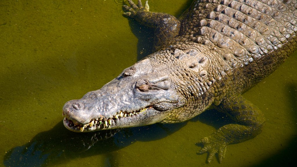 Crocodylus Park mostrando animali pericolosi e animali da zoo