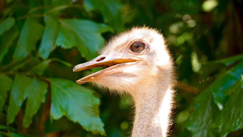 Crocodylus Park showing bird life and zoo animals