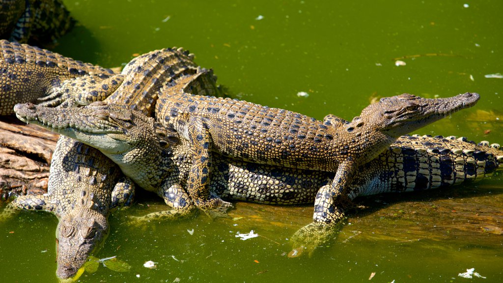 Crocodylus Park caracterizando animais perigosos e animais de zoológico