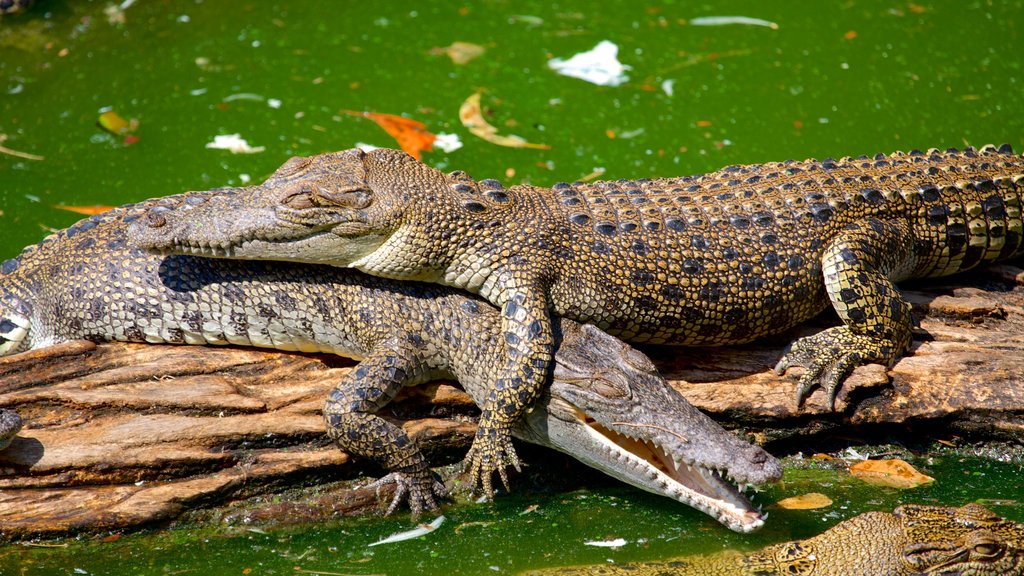 Crocodylus Park mostrando animales peligrosos y animales de zoológico