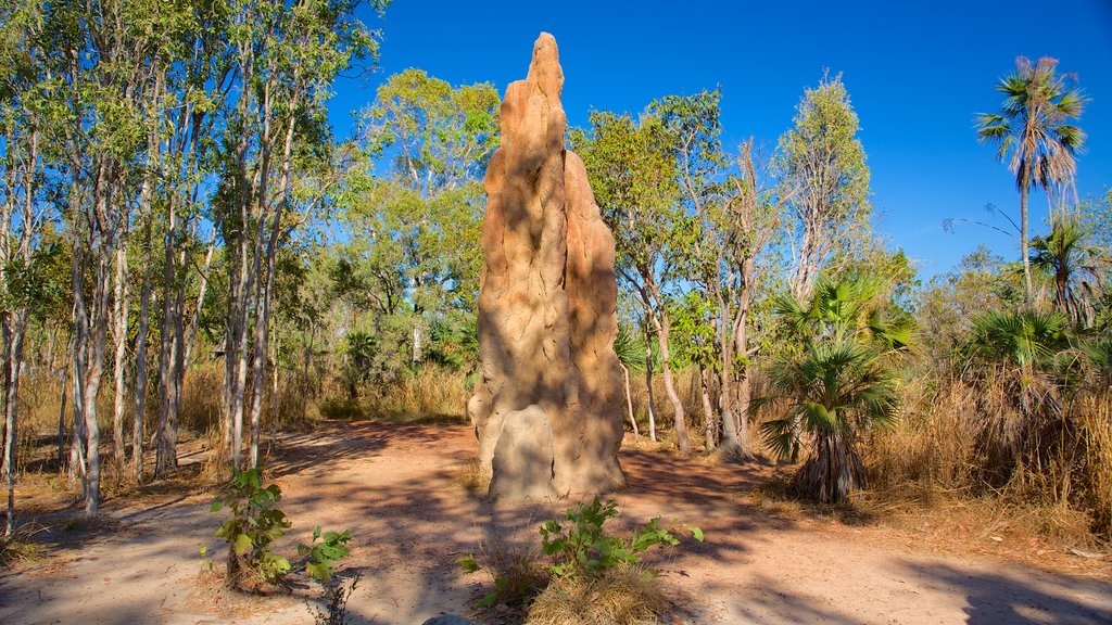 Litchfield National Park caracterizando cenas tranquilas, paisagem e arte