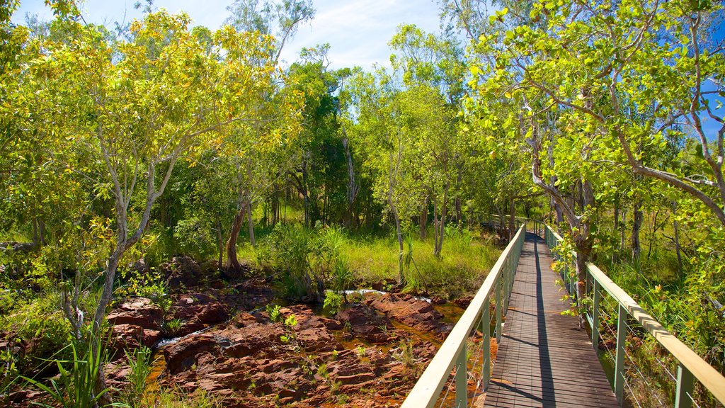 Parque Nacional Litchfield que incluye vista panorámica y imágenes de bosques