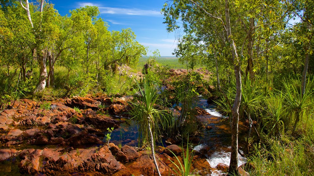 Taman Nasional Litchfield menampilkan sungai dan pemandangan lanskap