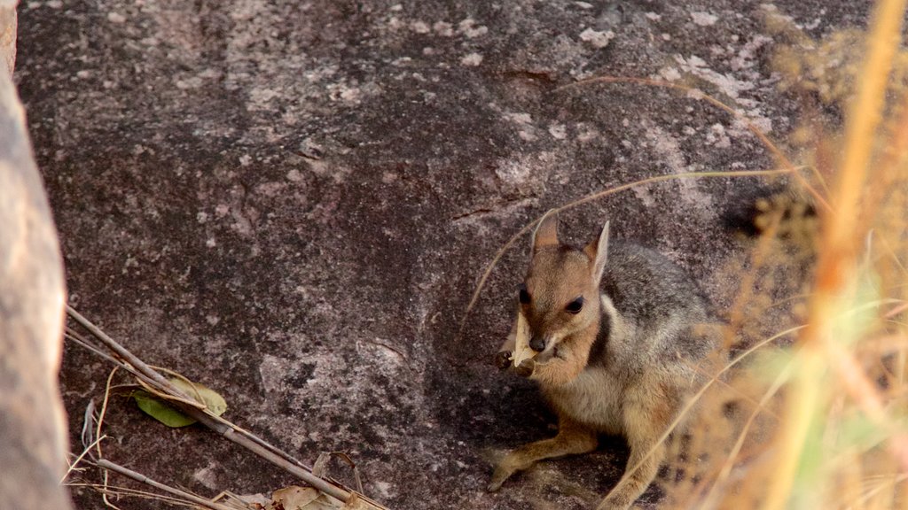 Ubirr que incluye animales