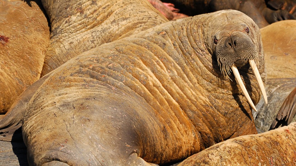 Nunavut mostrando animales terrestres