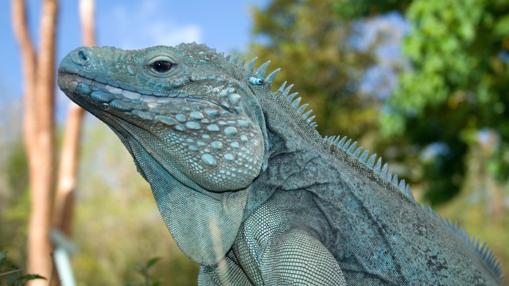 Grand Cayman showing animals