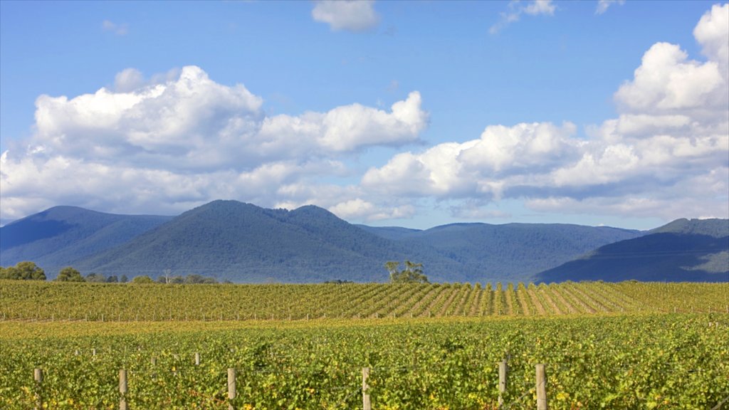 Yarra Valley showing farmland