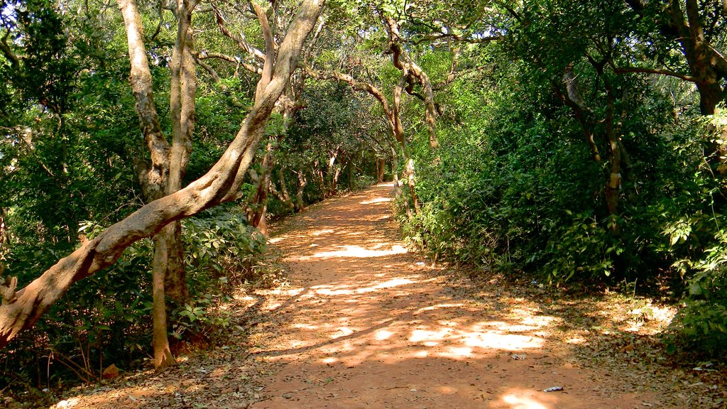 Mahabaleshwar which includes forests