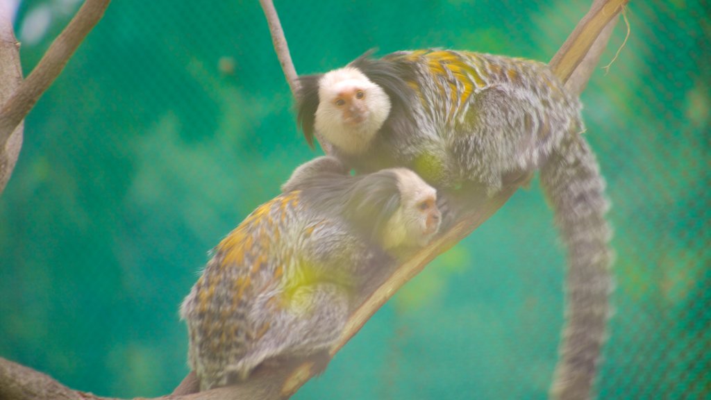 尼赫魯動植物公園 其中包括 動物園裡的動物