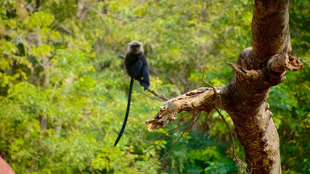 Parque Zoológico Nehru mostrando animales del zoológico