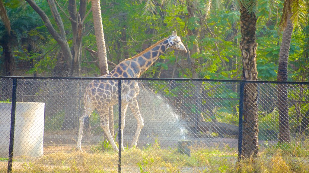 Nehru Zoological Park which includes zoo animals and land animals