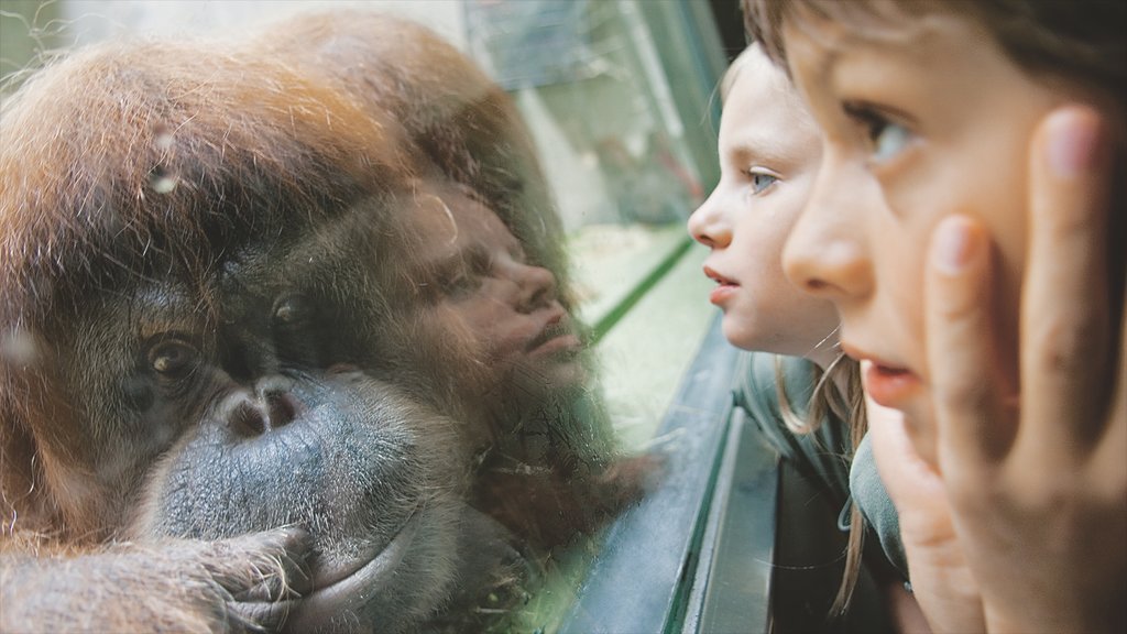 Zoo de Basilea que incluye animales tiernos y animales del zoológico y también niños