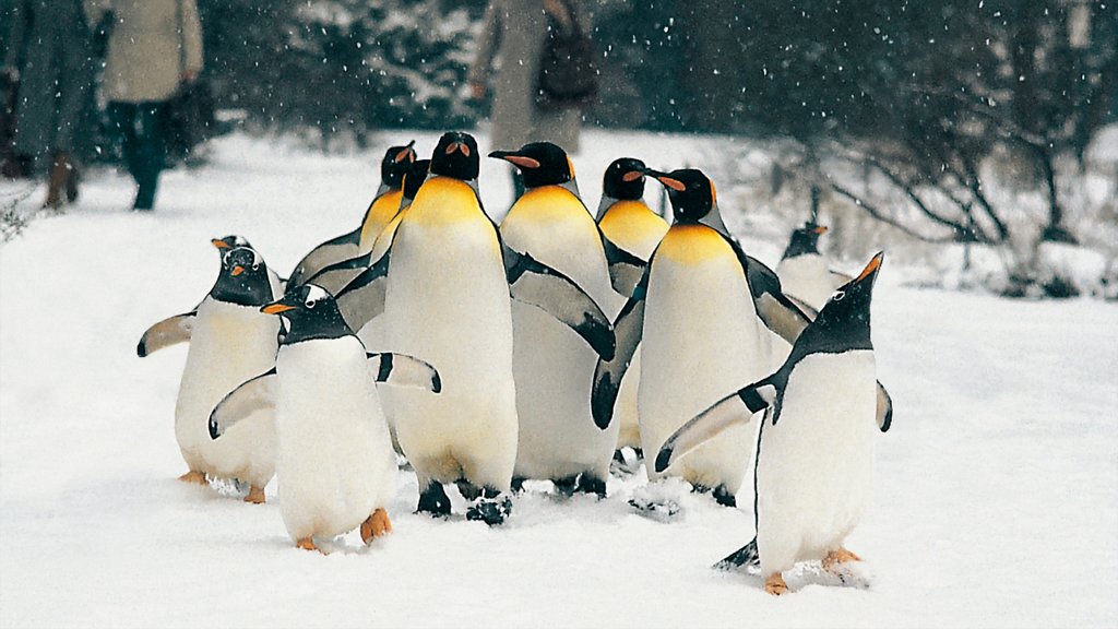 Zoo de Basel caracterizando neve, vida marinha e animais de zoológico