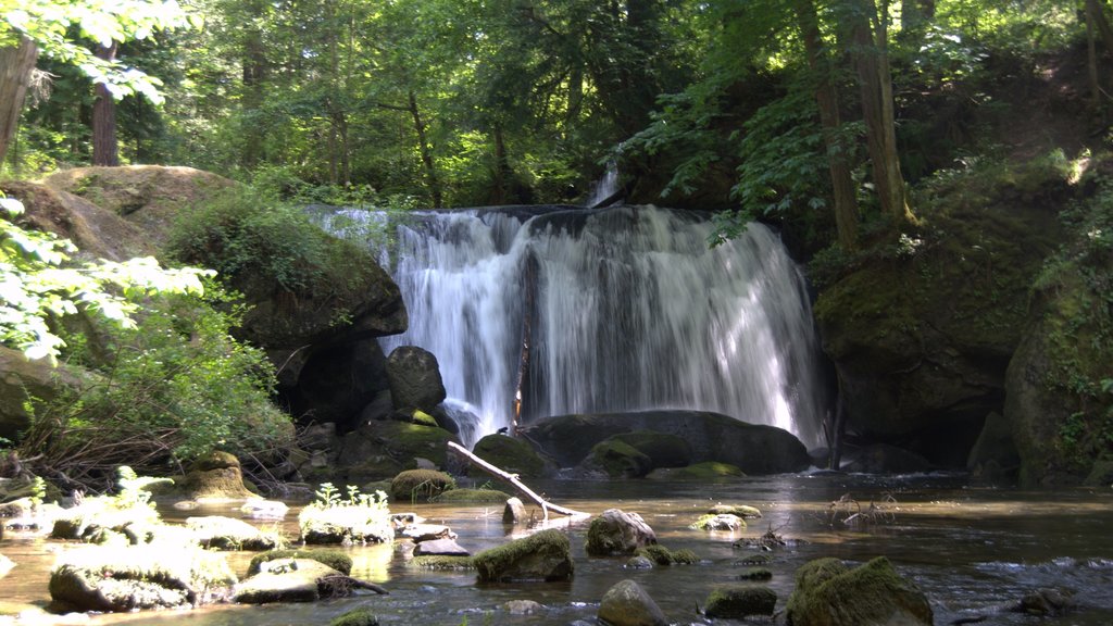 Bellingham ofreciendo una cascada