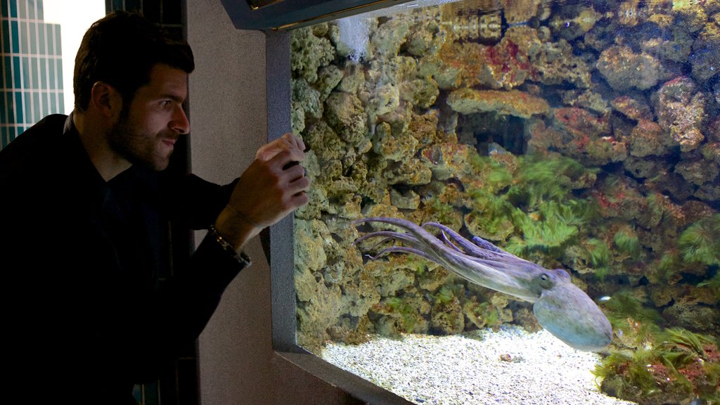 Musée de la Mer mostrando vida marinha assim como um homem sozinho