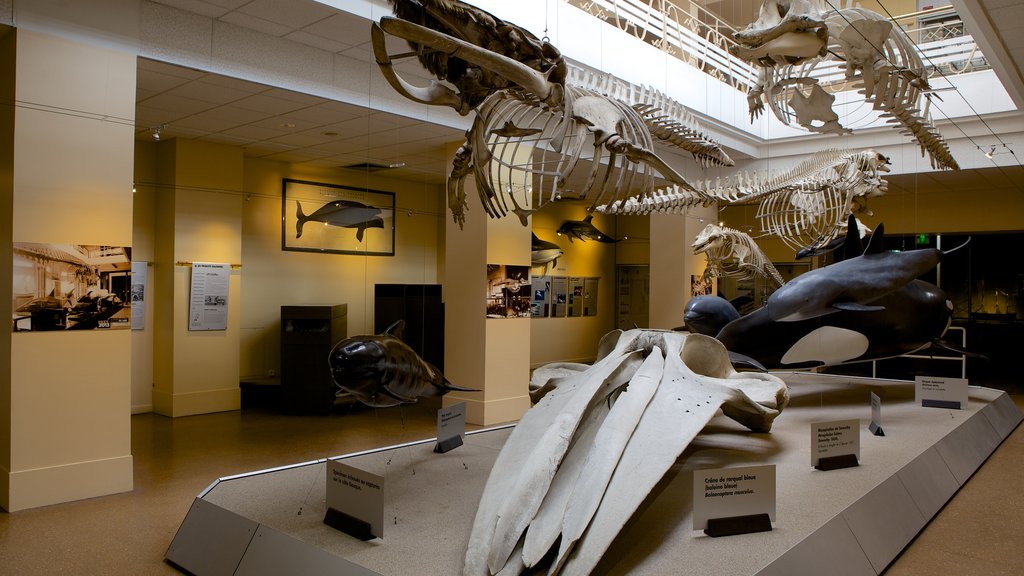 Sea Museum showing interior views