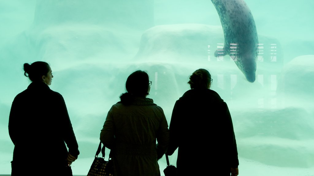 Musée de la Mer que inclui vida marinha assim como um pequeno grupo de pessoas