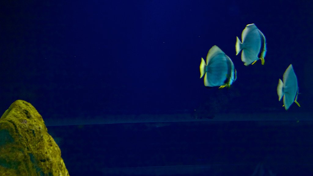 Musée de la Mer mettant en vedette vie marine