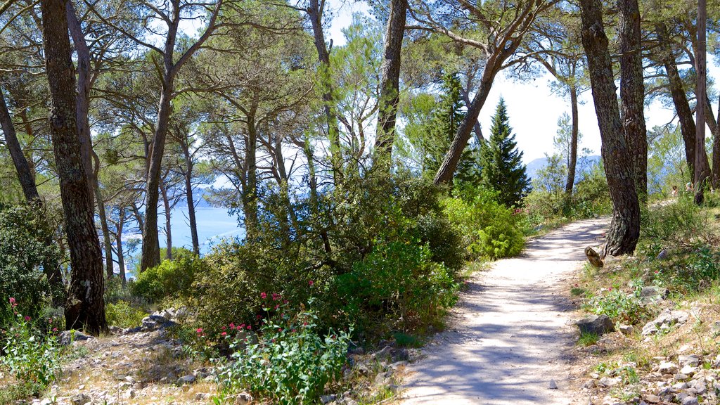 Mont Faron ofreciendo caminatas