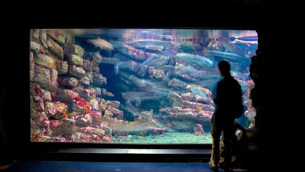 Mare Nostrum Aquarium mostrando vida marinha e vistas internas