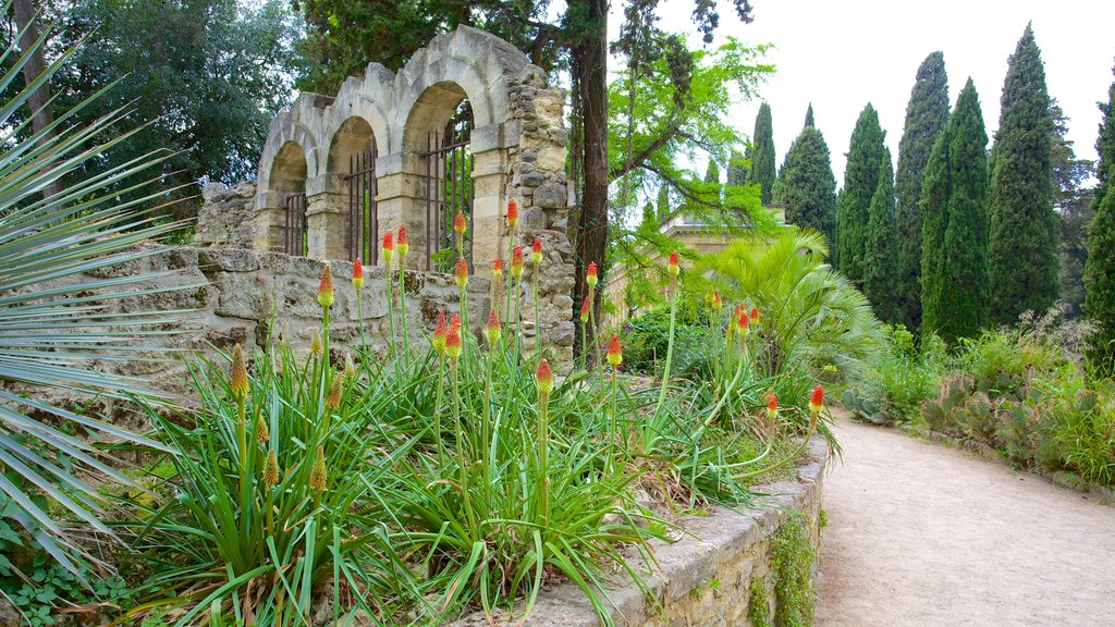 Jardin des plantes de Montpellier showing a garden