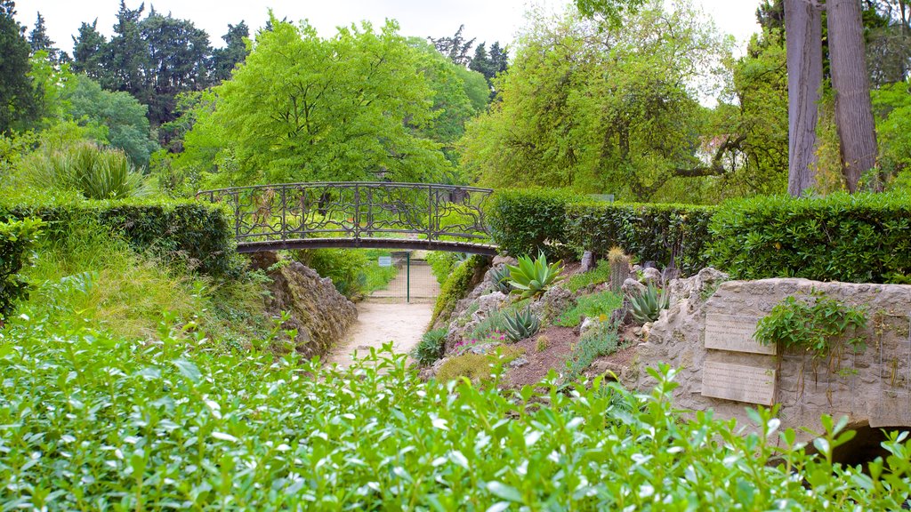 Jardin des plantes de Montpellier que incluye jardín y un puente