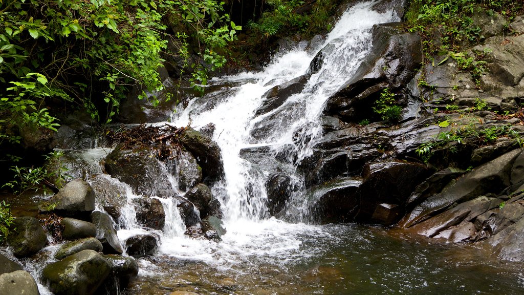 Parque Nacional Rincón de la Vieja que incluye una cascada y rápidos