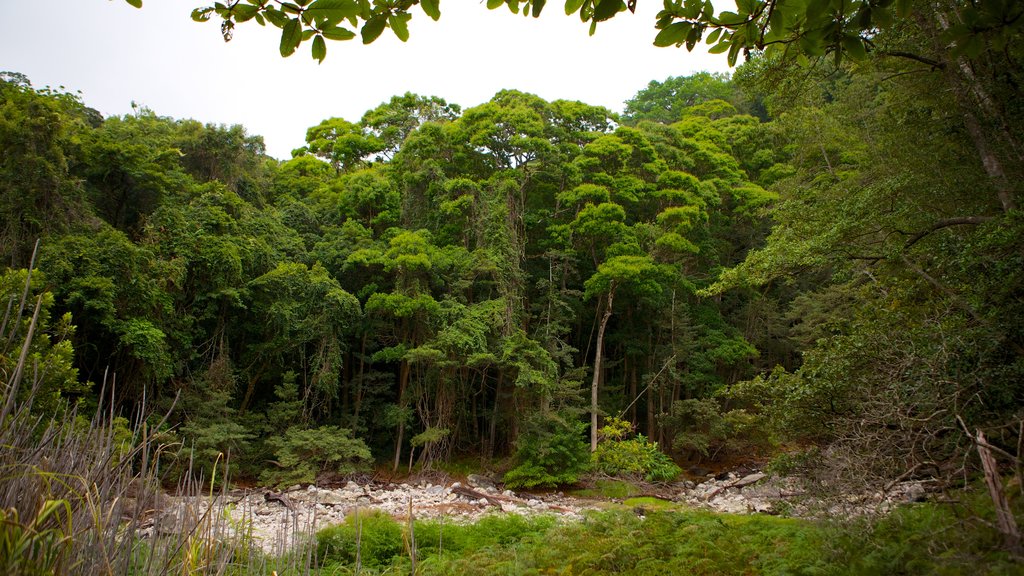 Parco Nazionale di Rincon de la Vieja caratteristiche di paesaggio forestale