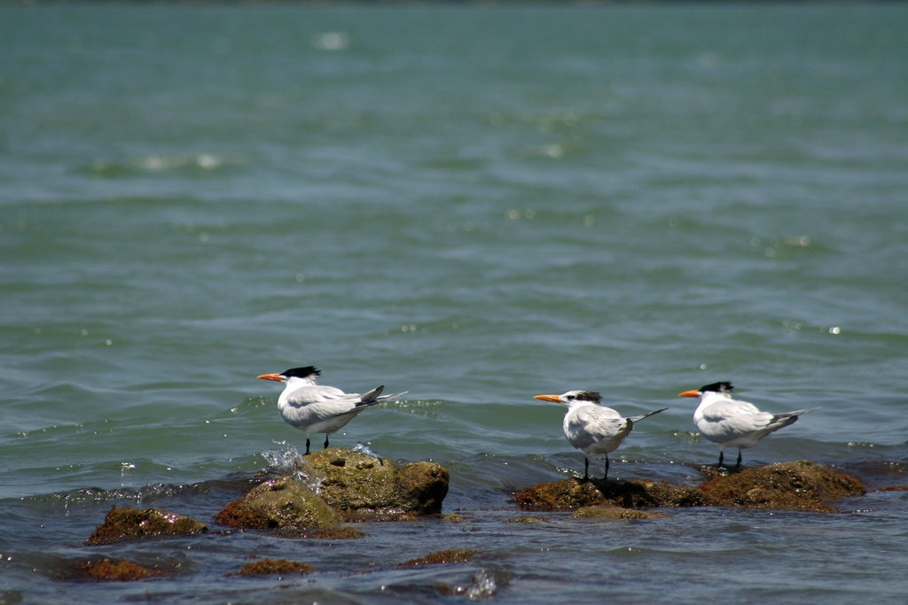 Off the beach in Guatemala (Credit: steve conry, Flikr)