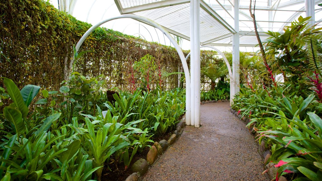 Jardín Botánico de Curitiba mostrando un parque y vistas interiores