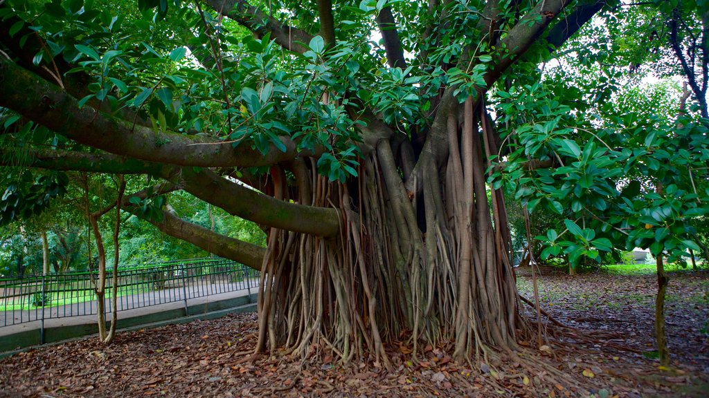 Moinhos de Vento Park featuring a garden