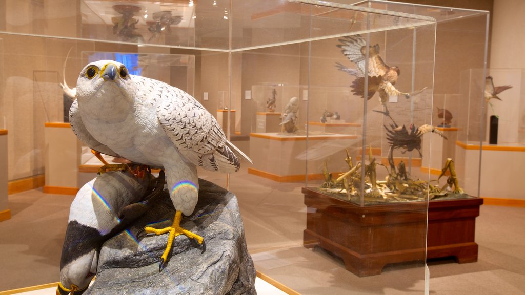 瓦德野禽藝術博物館 设有 鳥禽動物 和 內部景觀