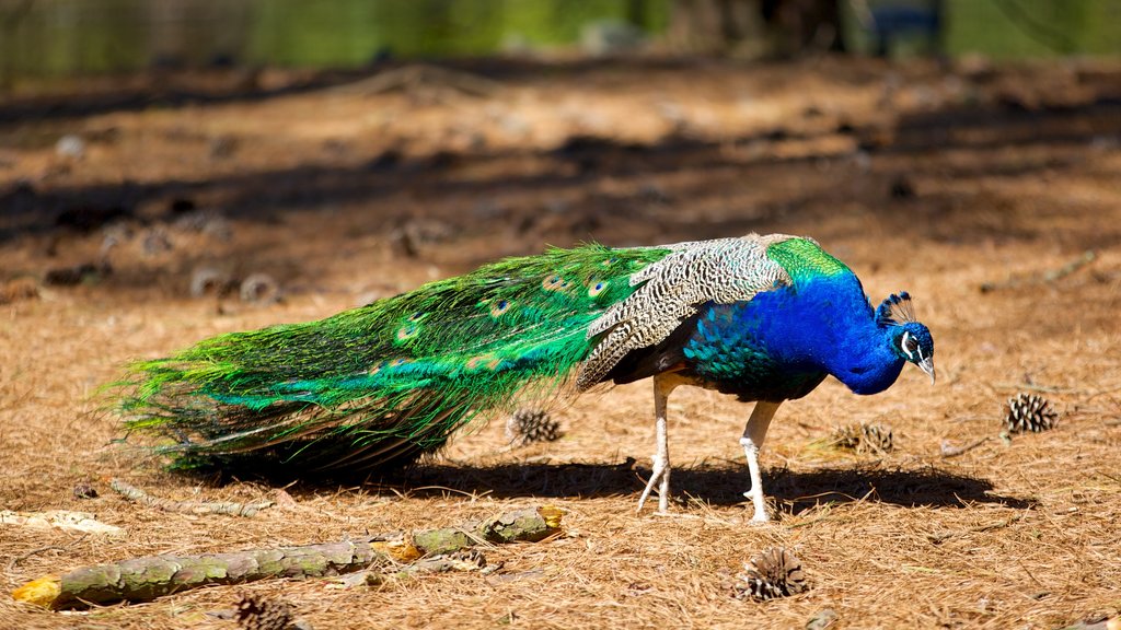 Salisbury Zoo som omfatter dyr fra zoologisk have og fugleliv