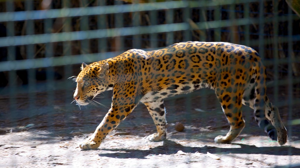 Salisbury Zoo som omfatter dyr fra zoologisk have og farlige dyr