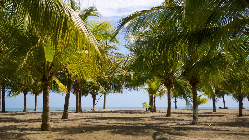 Tela mostrando una playa de arena y escenas tropicales