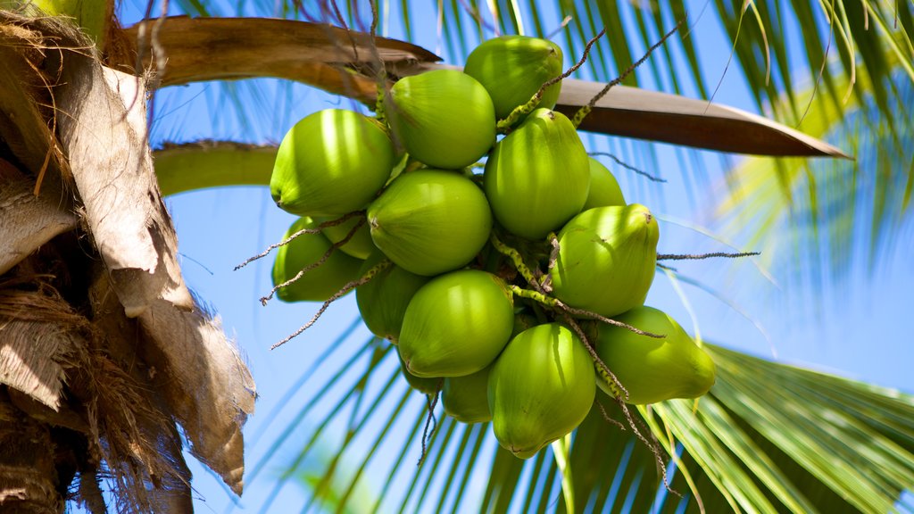 Tela featuring tropical scenes