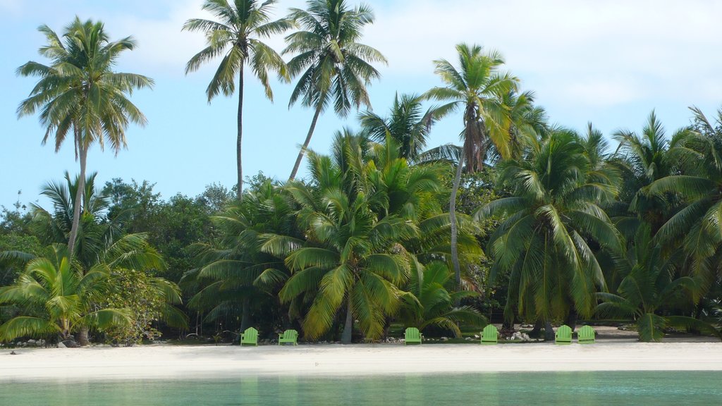 Isla Andros que incluye una playa y escenas tropicales