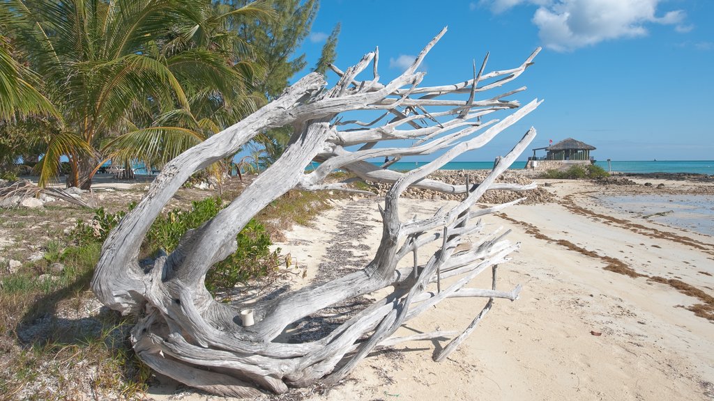 Andros Island which includes a beach