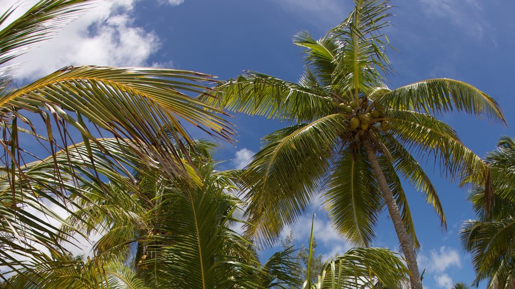 Isla Andros ofreciendo escenas tropicales