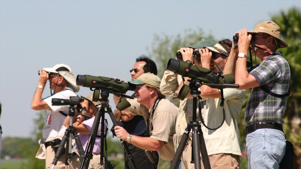 McAllen featuring views and safari adventures as well as a large group of people