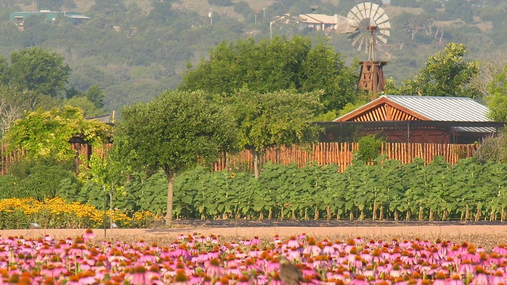 Fredericksburg showing wildflowers, a park and flowers