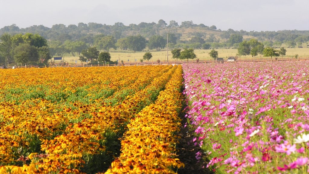 Fredericksburg que incluye flores, flores silvestres y vistas de paisajes