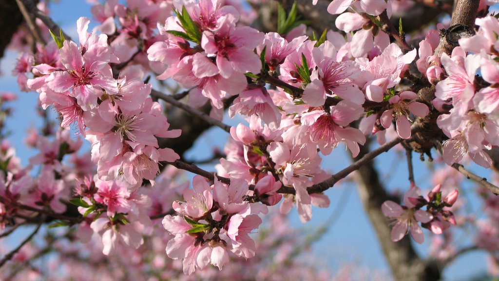 Fredericksburg som viser blomster