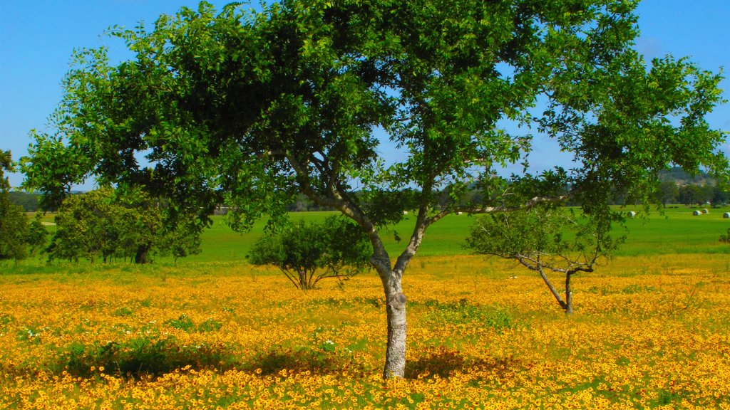 Fredericksburg som viser bjerge, vilde blomster og udsigt over landskaber