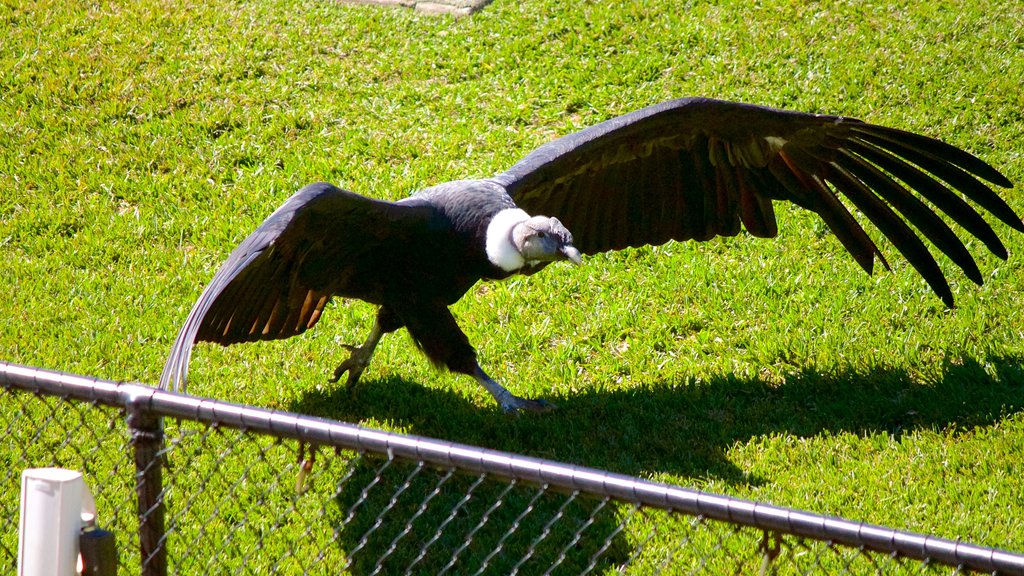 Australia Zoo showing bird life and zoo animals